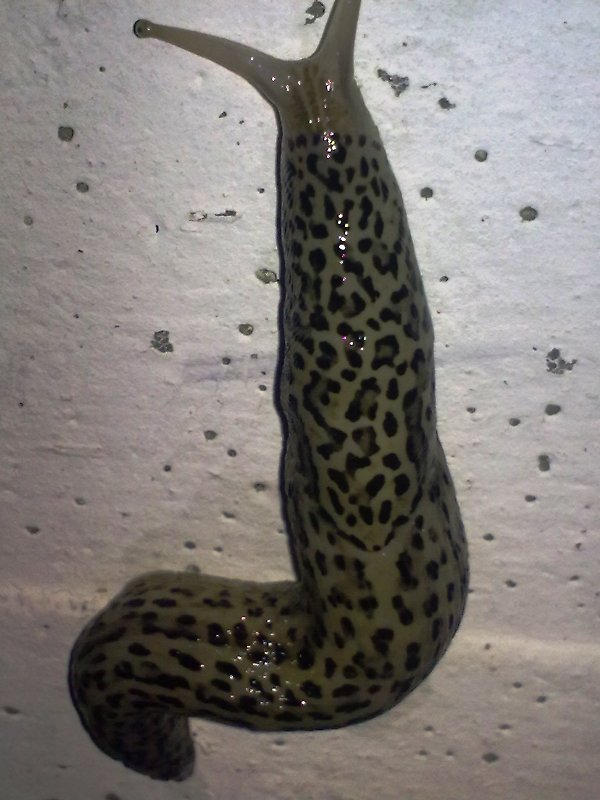 Leopardata: Limax maximus da Viadana (MN)